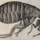 Image for article titled The Plague Has Been Around For a Lot Longer Than We Thought